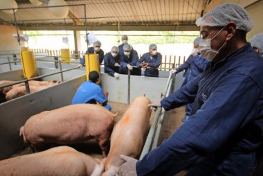 discussion sessions in the barn, like here in the gilt facility with teacher Ángelo Morales. Photo: Vincent ter Beek