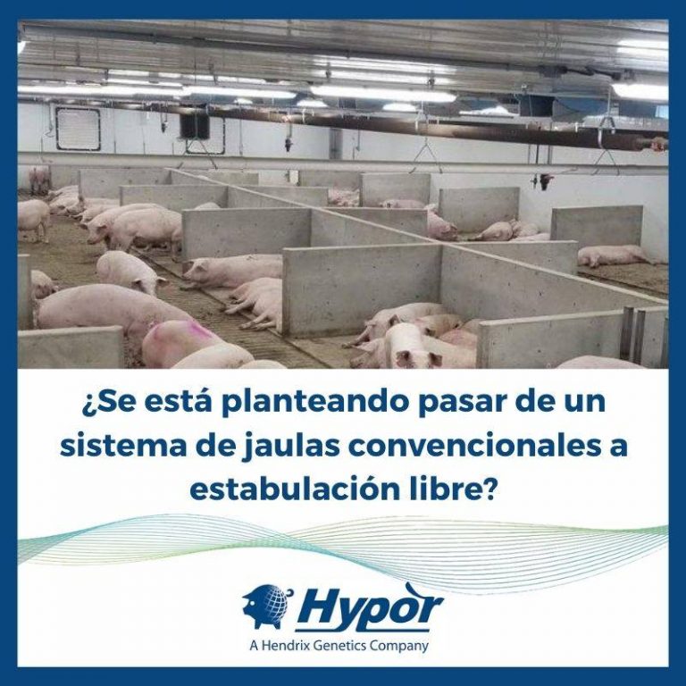 De un sistema de jaulas a estabulación libre - Hypor - Hocotec.co
